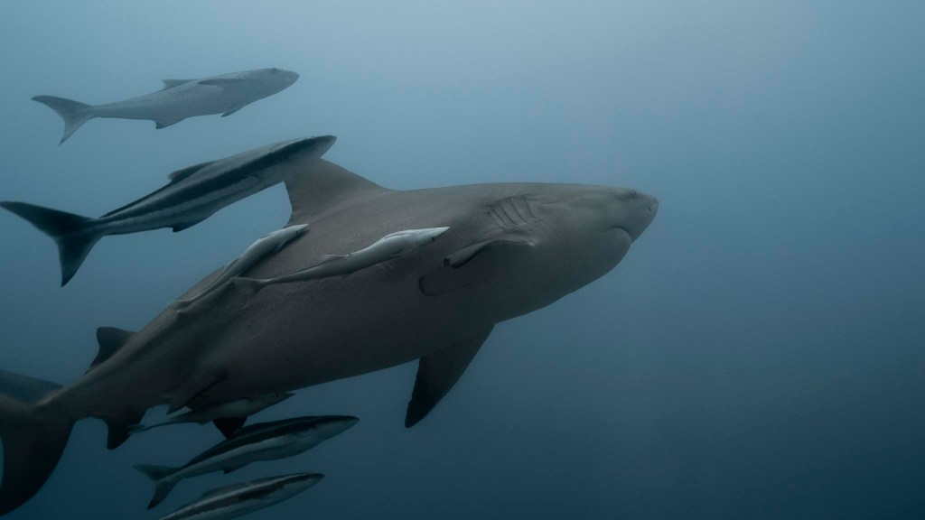 Catshark Ranger Station