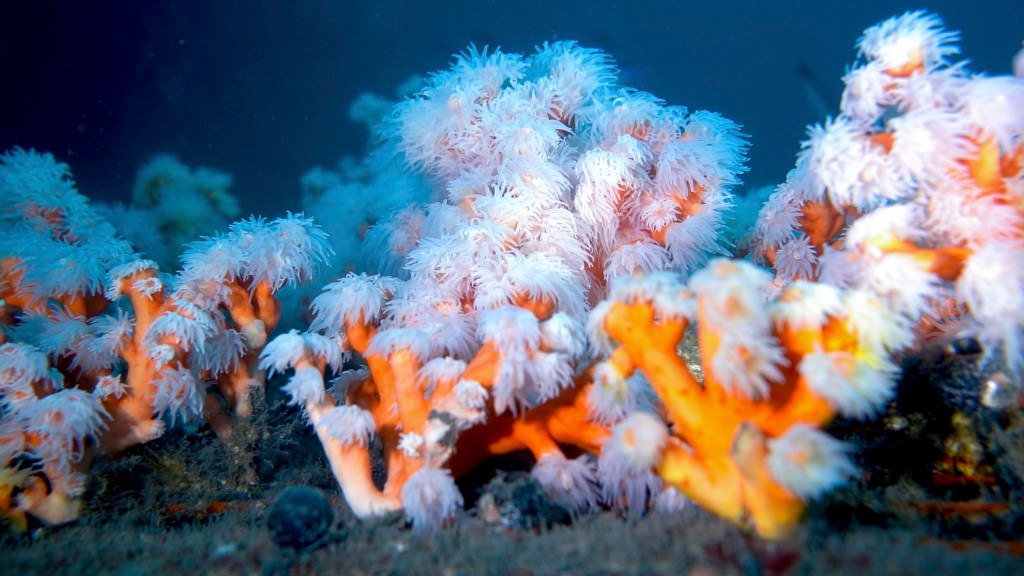 The Guardians of the Chandelier Coral